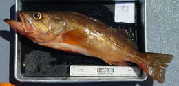 Image of Bocaccio rockfish