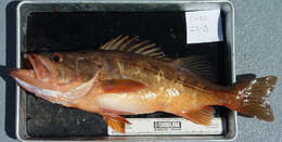 Image of Bocaccio rockfish