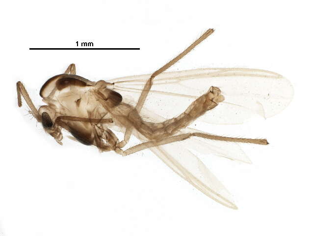 Cladotanytarsus mancus resmi