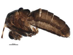 Image of Ablabesmyia illinoensis (Malloch 1915)