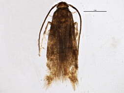 Plancia ëd Momphidae