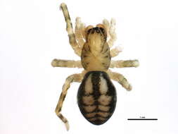 Image of Callobius nomeus (Chamberlin 1919)