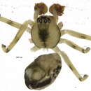 Image of Poeciloneta variegata (Blackwall 1841)