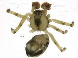 Image of Poeciloneta variegata (Blackwall 1841)