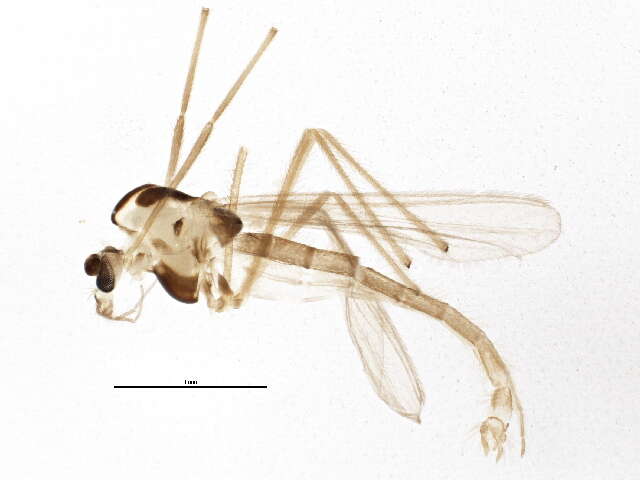 Image of Micropsectra polita (Malloch 1919)