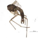 Image of Corynoptera fera Heller 1991