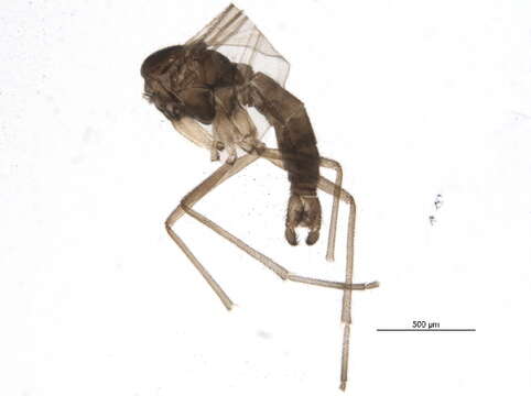 Image of Corynoptera fera Heller 1991