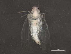 Image of Typhlocybinae