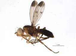 Image of Geomyza