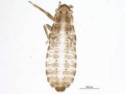Image of Thripsaphis