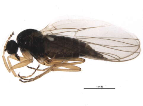 Image of Platypalpus lateralis Loew 1864