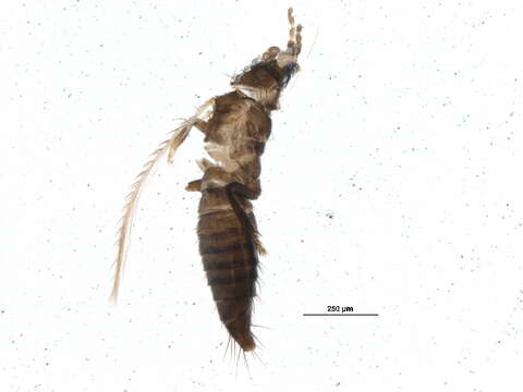 Image of Common thrip