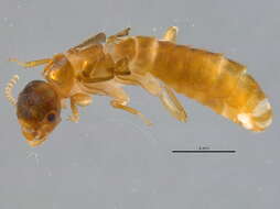 Image of subterranean termites
