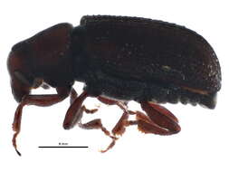 صورة Hylurgops rugipennis (Mannerheim 1843)