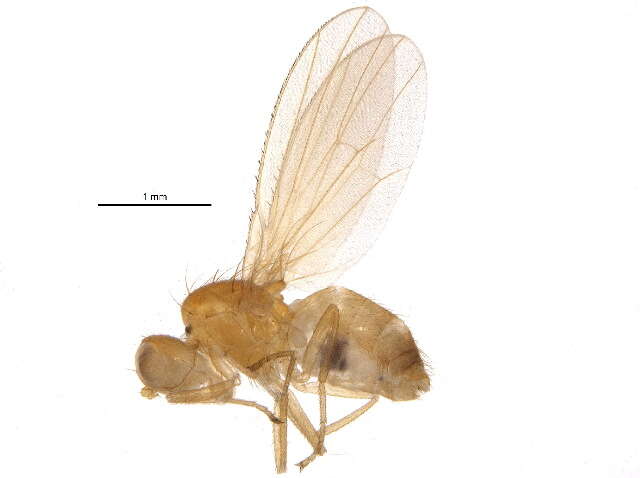 Image of chyromyid flies