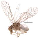 Image of Bark lice