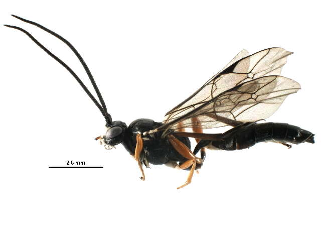 Image of wasp