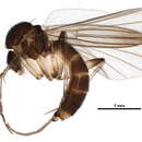 Image of Trichonta vitta (Meigen 1830)