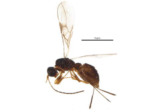 Image of Ecphylus