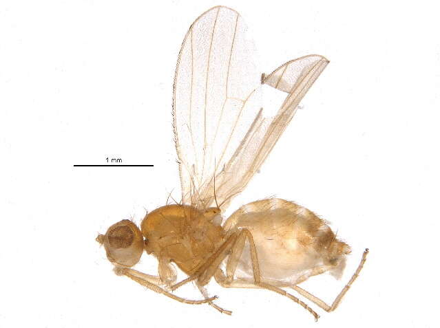 Image of chyromyid flies