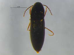 صورة <i>Ampedus miniipennis</i>