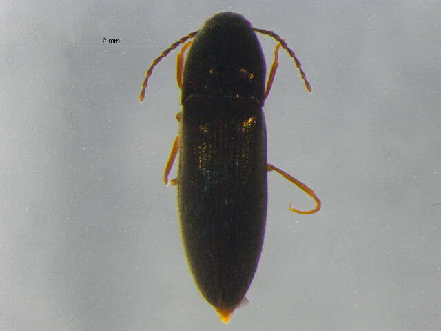 صورة <i>Ampedus miniipennis</i>