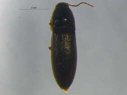 صورة <i>Ampedus miniipennis</i>