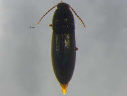 صورة <i>Ampedus miniipennis</i>