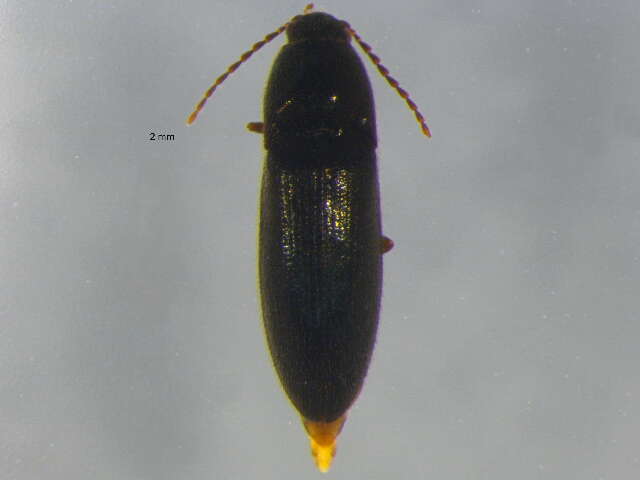 صورة <i>Ampedus miniipennis</i>