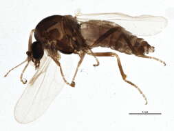 Ceratoculicoides resmi