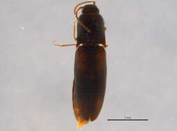 Image of <i>Idolus debilis</i>