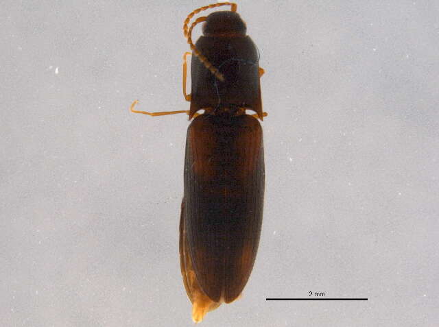 Image of <i>Idolus debilis</i>