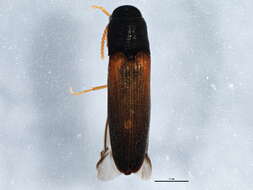 Image de <i>Isorhipis obliqua</i>