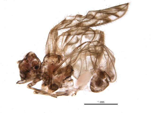 Image of Philotarsus picicornis (Fabricius & J. C. 1793)