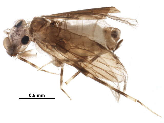 Image of Echmepteryx (Echmepteryx) hageni (Packard Jr. 1870)