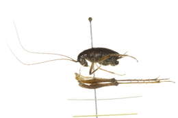 Image of Ceuthophilus (Geotettix) guttulosus Walker & F. 1869