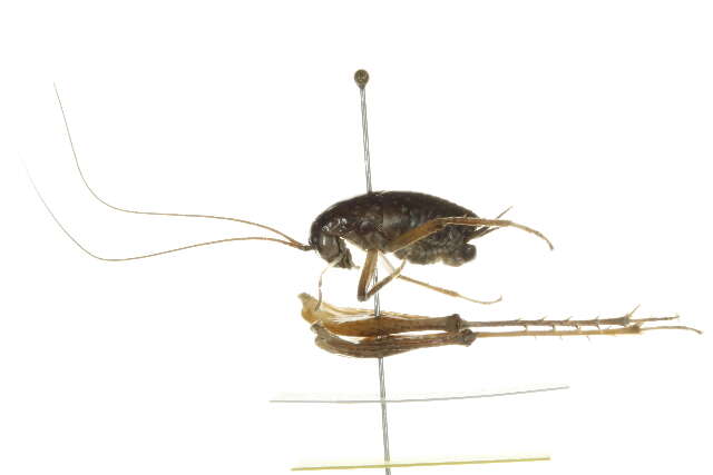 Image of Ceuthophilus (Geotettix) guttulosus Walker & F. 1869