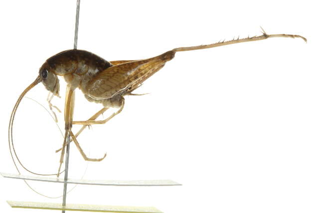 Image of Ceuthophilus (Geotettix) guttulosus Walker & F. 1869