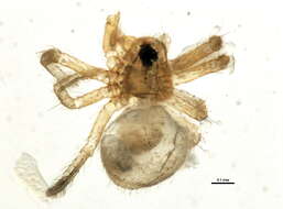 Sivun Ceratinopsis nigriceps Emerton 1882 kuva