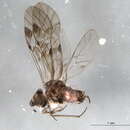 Image of Indiopsocus infumatus (Banks & N. 1907)