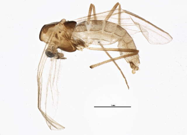 Image of Micropsectra subletteorum Anderson, Stur & Ekrem 2013