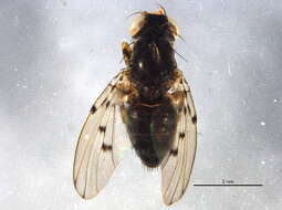 Image of odiniid flies