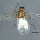 Image of Spruce wooly aphid