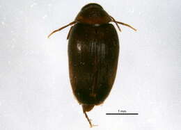 Image of plate-thigh beetles