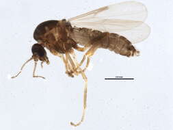 Ceratoculicoides resmi