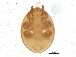 Image of <i>Trichouropoda moseri</i>