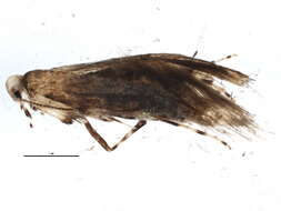 Image of Marmara fasciella (Chambers 1875)