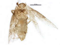 Image of Stigmella populetorum (Frey & Boll 1878) Wilkinson et al. 1979