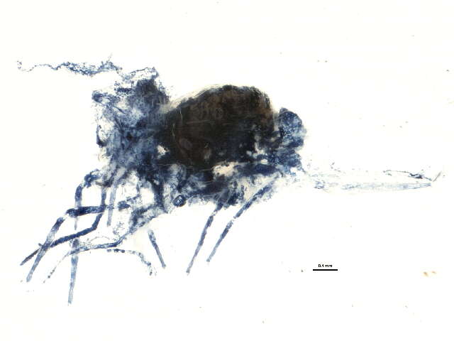 Image of Dicyrtomina