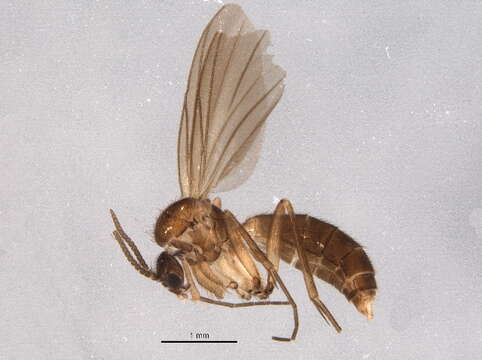 Image of Azana